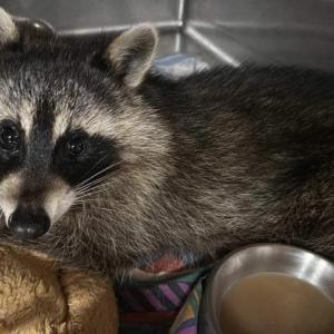 “Winnie” named after Winslow, Maine, where she was found, is thriving. Photo courtesy Wilderness Miracles Wildlife Rehab