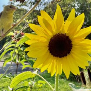 Jane Schroeder, of Rockland, “came home from book group, saw that this sunflower had bloomed, went to take a quick photo. When I clicked the shot I heard a commotion and realized I had surprised a goldfinch! Amazing! (Photo courtesy Jane Schroeder)