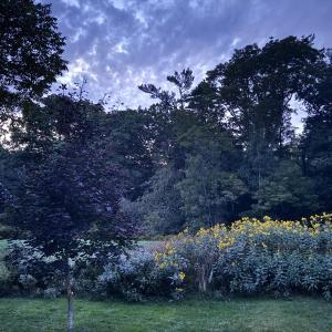 Backyard in Early Autumn (Photo by Tracee O’Brien)