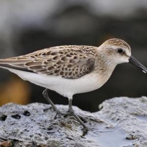 #bird-column, #shorebirds, #Wolfe’s Neck Center, #Freeport, #Maine, #Jeff and Allison Wells, #birds