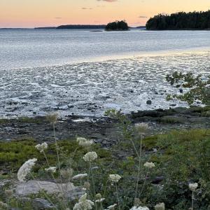 #bird-column, #shorebirds, #Wolfe’s Neck Center, #Freeport, #Maine, #Jeff and Allison Wells, #birds