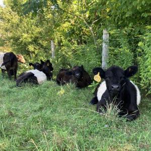 Aldermere Farms, Erickson Fields Preserve featured at Knox-Lincoln Counties Extension Association Annual Meeting and Open House. (Photo courtesy Maine Coast Heritage Trust)