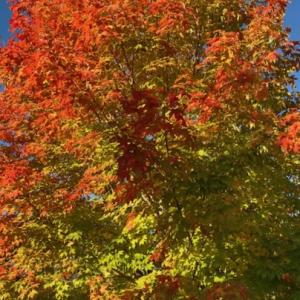 Brilliant fall colors