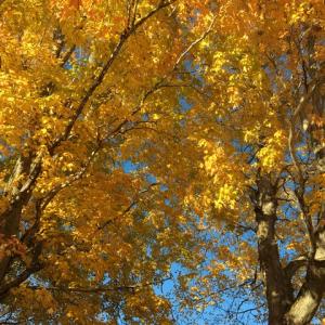 Tapestry in indigo and gold, high on a hill in Union (Photo by Penelope Olson)