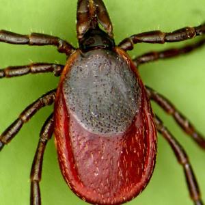 Female deer tick. MaineHealth Institute for Research