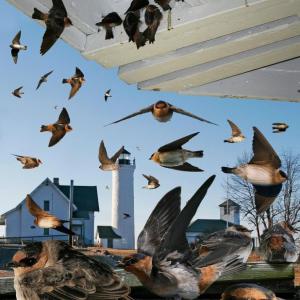 Cave swallows tend to show up in November in the northeastern US, often at coastal locations. Courtesy of The Crossley ID Guide by Richard Crossley