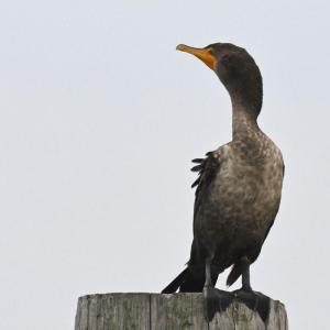 Immature double-crested cormorants show the pale throat and breast and darker lower belly—the opposite pattern shown by immature great cormorants. (Photo by lwolfartist, courtesy Wikimedia Commons.)