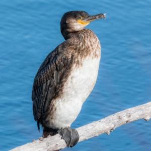 The contrasting white belly of an immature great cormorant makes this species straightforward to tell apart from the immature double-crested cormorant that has the opposite pattern. Photo by Tim Sackton courtesy of Wikimedia Commons.