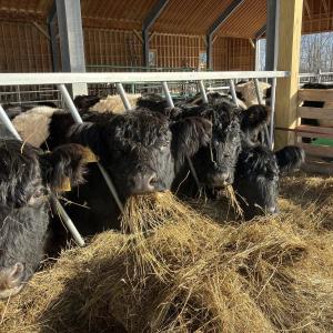 The Belted Galloways of Aldermere Farm. (Photo courtesy Maine Coast Heritage Trust)