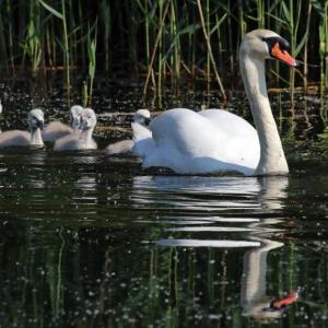 Mute swans have occasionally bred in southern Maine. Despite their demure appearance, they are often aggressive toward other waterfowl and to people. Photo by Charles J. Sharp, courtesy of Wikimedia Commons