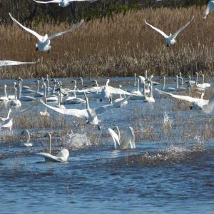 A flock of tundra swans in their normal wintering range along the coast of North Carolina. A tundra swan made a rare visit to Maine recently. Photo: Allie Stewart/USFWS, courtesy Wikimedia Commons A flock of tundra swans in their normal wintering range along the coast of North Carolina. A tundra swan made a rare visit to Maine recently. Photo: Allie Stewart/USFWS, courtesy Wikimedia Commons