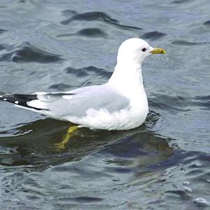 Two common gulls - not so common in Maine - was discovered this week in Rockland. The birds are actually common Europe. Courtesy of Mike Pennington, Wiki Commons