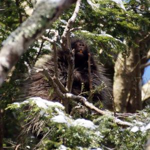 A a porcupine at Erickson Fields. (Photo courtesy Kirk Gentalen) Porcupine