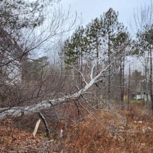 A tree fell on a transmission line, knocking power out in the Camden-Rockport area Dec. 16. (Photo courtesy Central Maine Power)