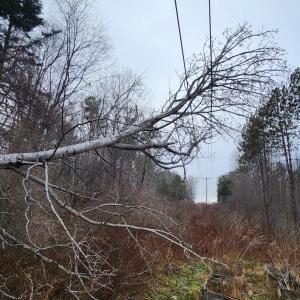 A tree fell on a transmission line, knocking power out in the Camden-Rockport area Dec. 16. (Photo courtesy Central Maine Power)