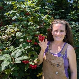  American Cranberry by Becca Rodomsky. (Photo courtesy Camden Garden Club)