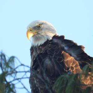 An eagle perched above Damariscotta Mills, Dec. 22. On Christmas Eve, President Biden signed into law the amendment of Title 36, United States Code, to designate the bald eagle as the national bird. (Photo courtesy Lee Emmons)