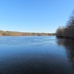 Although there was no spectacular rarity is sight during Saturday's Christmas Bird Count, bald eagles and common mergansers helped make for an enjoyable day to be outside along the waterfront Courtesy of Jeff Wells
