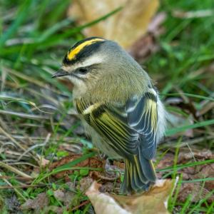 The presence of golden-crowned kinglets is more often revealed through its rapid, high-pitched calls, but in seeing one up close, their beauty is spectacular. Photo by Rhododendrites, courtesy of Wikimedia Commons The presence of golden-crowned kinglets is more often revealed through its rapid, high-pitched calls, but in seeing one up close, their beauty is spectacular. Photo by Rhododendrites, courtesy of Wikimedia Commons