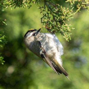 Although some golden-crowned kinglets winter here in Maine, many migrate south and can be found as far south as Florida in the East and to northern Mexico. Photo by Rhododendrites, courtesy of Wikimedia Commons