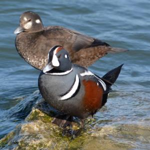 Maine's coast supports a large proportion of the wintering population of the eastern North American population of harlequin duck although the largest numbers are in remote parts of the coast like the area around Isle Au Haut off the Blue Hill Peninsula. Peggy Cadigan photo courtesy of Wikimedia Commons Maine's coast supports a large proportion of the wintering population of the eastern North American population of harlequin duck although the largest numbers are in remote parts of the coast like the area around Isle Au Haut off the Blue Hill Peninsula. Photo by Peggy Cadigan courtesy of Wikimedia Commons