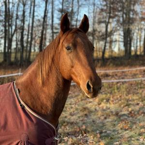 Fiona (Photo courtesy Darrowby Farm)