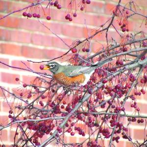 The authors were delighted to see a flock of American robins during a quick trip to the Big Apple recently. Courtesy of Allison Wells