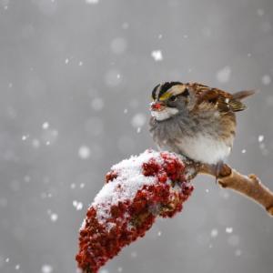 White-throated Sparrow by Deborah Bifulco/Cornell Lab of Ornithology. (Courtesy Camden Garden Club)