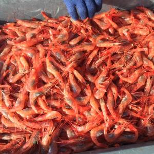 Maine shrimp, 2016