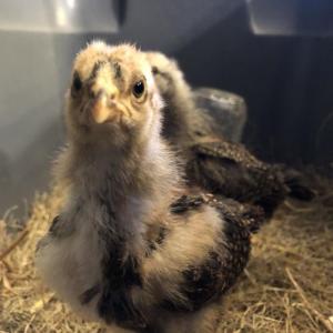 two down-covered chick transitioning to feather-covered pullets