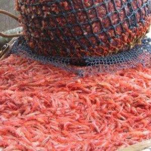 Photo courtesy Port Clyde Fresh Catch