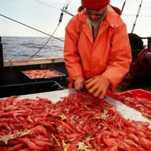Photo courtesy Port Clyde Fresh Catch
