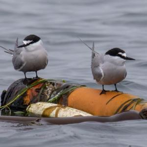 Alaskan terns (Photo courtesy Robin Corcoran/USFWS) Robin Corcoran/USFWS