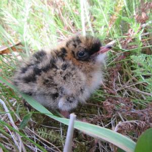 Aleutian tern chick