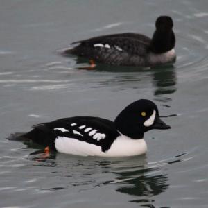 The population of Barrow's goldeneye in eastern North America is quite small and Maine is fortunate that we have them regularly, though in small numbers, each winter. (Photo by DKRKaynor, courtesy of Wikimedia Commons.)