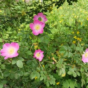 Rosa rugosa. (Photo courtesy Merryspring Nature Center)