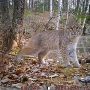 Bobcat
