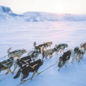 sled dogs