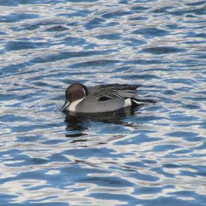 Among the 200 or so mallards wintering at the Gardiner waterfront this year is this gorgeous male northern pintail. (Photo courtesy of Jeff Wells)