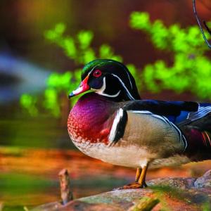 Male wood duck in the shallow waters of Bear Pond. (Photograph copyright ©
Lee Ann Szelog & Thomas Mark Szelog ALL RIGHTS RESERVED) male wood duck in the shallow waters of Bear Pond