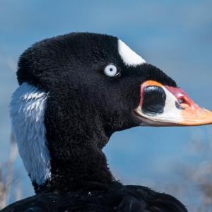 Surf scoters are just one of the stunning waterfowl species that can be seen along the coast during our Maine winters. Photo by Becky Matsubara, courtesy of Wikimedia Commons Surf scoters are just one of the stunning waterfowl species that can be seen along the coast during our Maine winters. Photo by Becky Matsubara, courtesy of Wikimedia Commons.