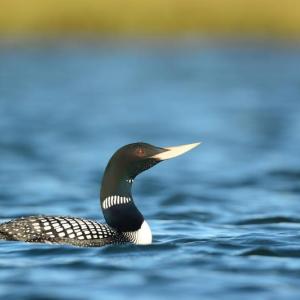 The yellow-billed loon in breeding plumage is a stunner. Maine is lucky to have had one documented record of this species that normally occurs in winter along the coast from Alaska south to Washington State. Photo by Ryan Askren,
USGS, Alaska Science Center, courtesy of Wikimedia Commons
The yellow-billed loon in breeding plumage is a stunner. Maine is lucky to have had one documented record of this species that normally occurs in winter along the coast from Alaska south to Washington State. (Photo by Ryan Askren, USGS, Alaska Science Center, courtesy of Wikimedia Commons)