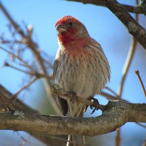 House finch was among the 117 bird species counted in Maine for this year's Great Backyard Bird Count. (Photo courtesy of Jeff Wells)