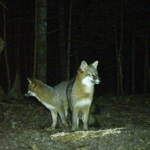 Grey foxes captured by Corelyn’s trail cam. (Photo by Coralyn Senn) Foxes