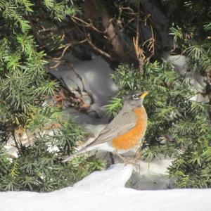 Some people are surprised to learn the some American robins are around during winter, feeding off dried fruit instead of worms. This year's Great Backyard Bird Count will help to understand just how widespread they are this winter, not only in Maine but across the U.S. and Canada. (Photo courtesy of Jeff Wells)
