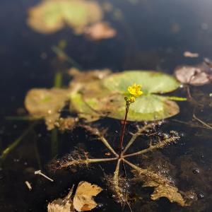 Swollen Bladderwort (Utricularia inflata) is an aquatic invasive plant now found in Maine. (Photo by Debbie Broderick)
