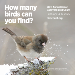 The authors will be participating in the Great Backyard Bird Count this weekend and hope you will, too!