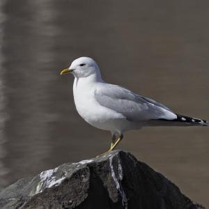 A common gull photographed where it's supposed to be—in this case, within its breeding range in Finland. The banded common gull that was recently found several times in Maine may have been hatched somewhere in Europe or Iceland, but it was banded during the non-breeding season in Massachusetts. Photo by Mattivirtala, courtesy Wikimedia Commons