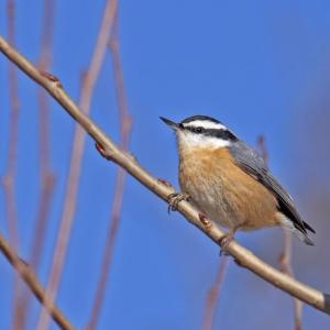 Red breasted nuthatch. (Photo by Nick Lund)