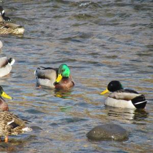 Mallards are easy to identify and count, especially for beginning birders who participated in the Great Backyard Bird Count this year. (Photo courtesy of Jeff Wells)